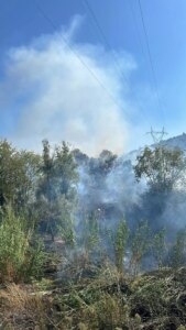 Aydın’da Zeytinlik Alanda Yangın!