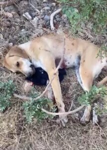 Bodrum’da Tavuklarına Saldırdığını İddia Ettiği Köpeği Yaralayan Şahıs Gözaltına Alındı