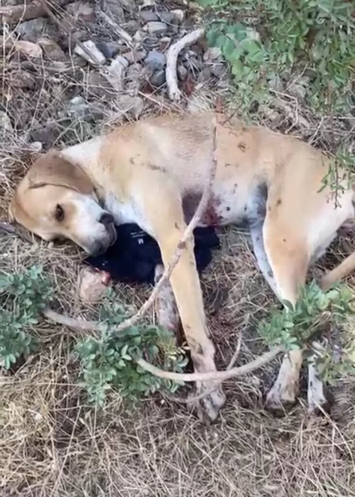 Bodrum’da Tavuklarına Saldırdığını İddia Ettiği Köpeği Yaralayan Şahıs Gözaltına Alındı