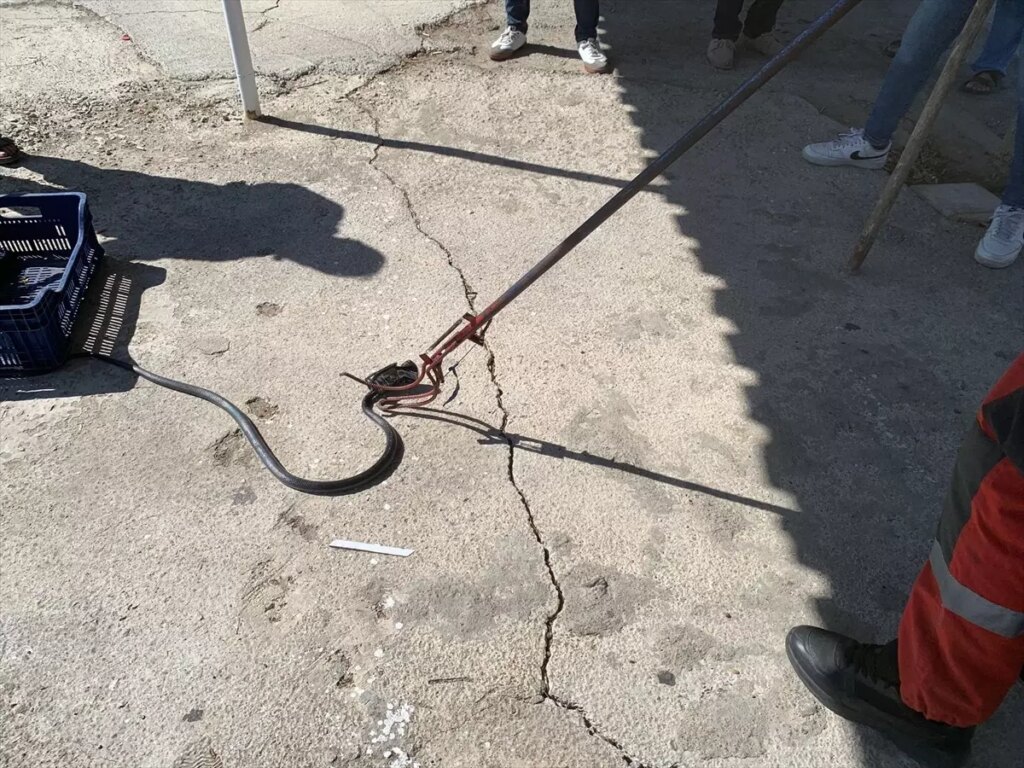 Bodrum’da Teneke Kutuda Sıkışan Yılan Kurtarıldı
