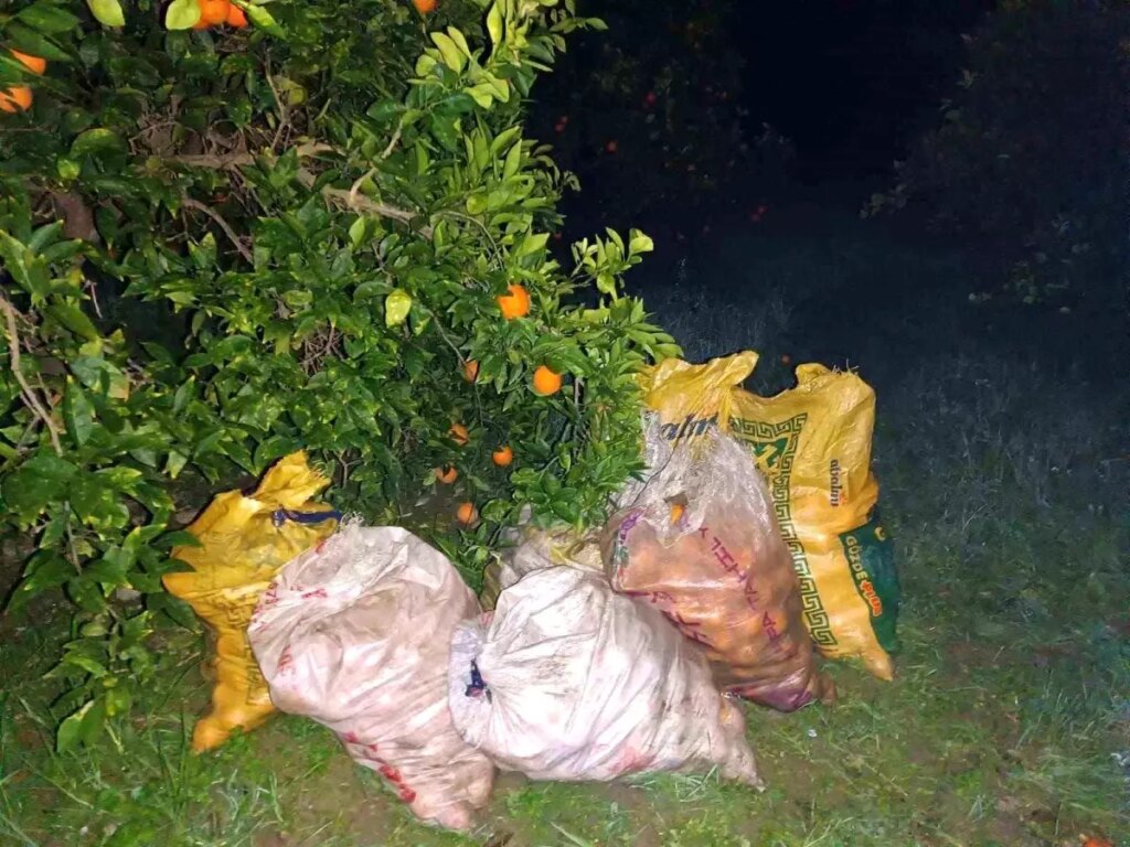 Aydın’da Portakal Hırsızı Suçüstü Yakalandı