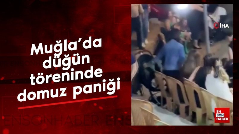 Muğla’da düğün töreninde domuz paniği