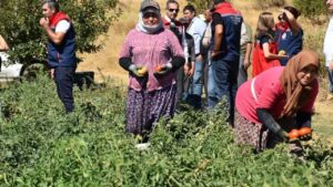 Kuyucak’ta hasat zamanı