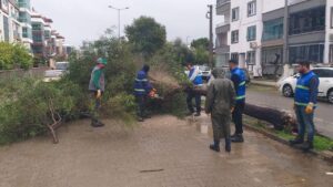 Nazilli Belediyesi’nden devrilen ağaçlara hızlı müdahale